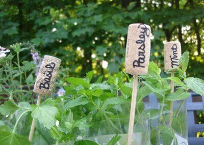 A Beginner’s Guide To Growing Herbs