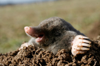 Why Pesky Moles And Groundhogs Are Actually Beneficial