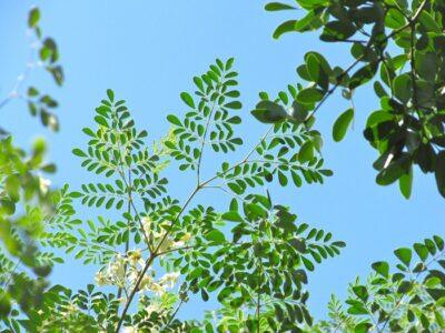 The Life-Saving ‘Miracle Tree’ Known As Moringa