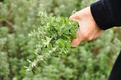 8 Remarkable Ways Oregano Can Boost Your Health … And Save You Money