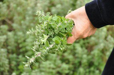 8 Remarkable Ways Oregano Can Boost Your Health … And Save You Money