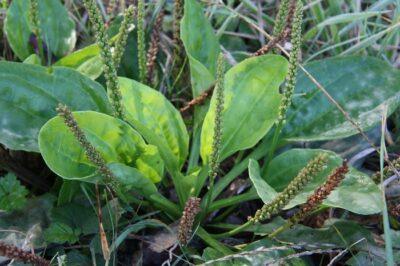 Plantain. Image source: flowersofmarin