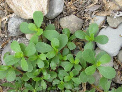 Don't mow purslane, eat it