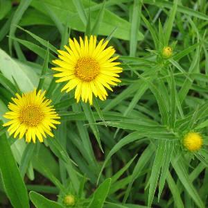 Elecampane Root. Image source: Drfloras