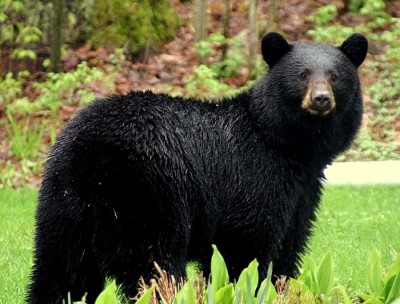 Dealing With Dangerous Wildlife On The Homestead