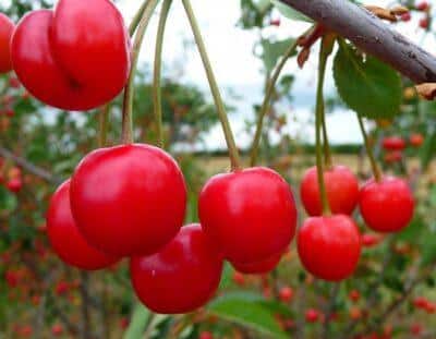 How to grow fruit trees with no yard