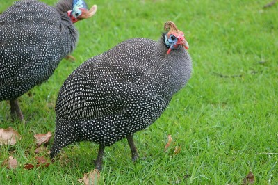 7 Reasons Your Homestead Needs Guinea Fowl