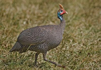 7 Reasons Your Homestead Needs Guinea Fowl