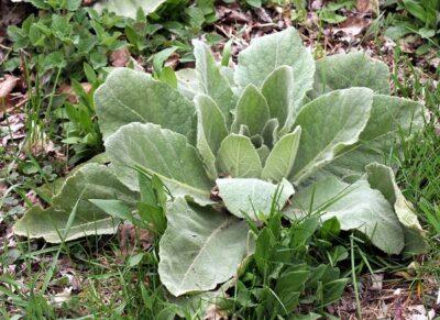 Mullein