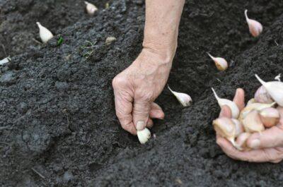 Garlic: The Pungent Fall Plant For A Year-Round Medicine Chest