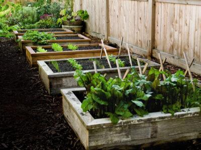 Grow A Great Garden Even In A Drought