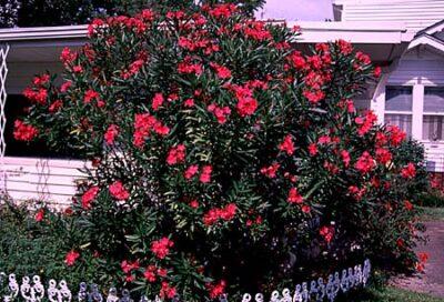 Oleander. Image source: NCSU.edu