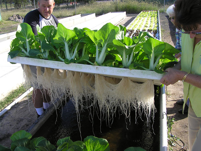 The Easy Off-Grid Way To Start An Aquaponics System - Off ...