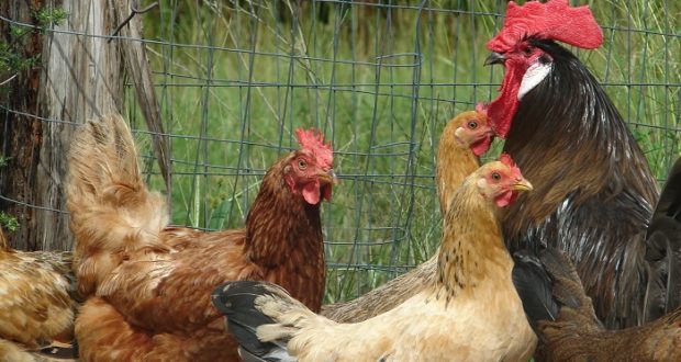 Hobby Chicken: Make chicken coop predator proof Must see