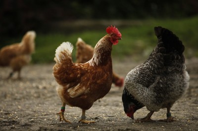 The Quick And Easy Way To Butcher A Chicken