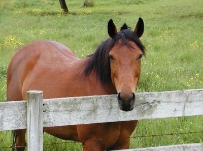 Homestead Horses: A Boon Or A Disaster Waiting To Happen?