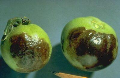 The Secret To Saving Your Tomatoes From Late Blight