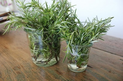 8 Remarkable Off-Grid Uses For Rosemary