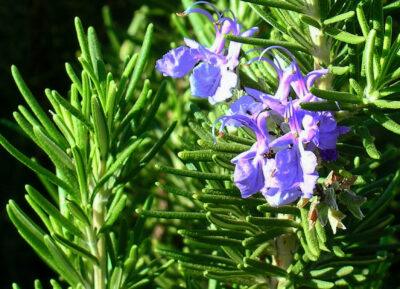 8 Remarkable Off-Grid Uses For Rosemary