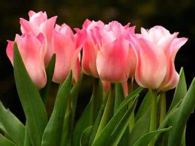 Tulips. Image source: theflowersavenue.com