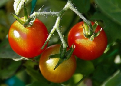 6 Indoor Herbs (And Vegetables) You Should Grow This Winter