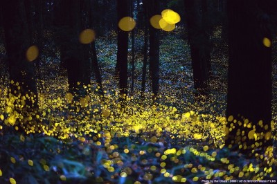 Where Have All The Fireflies Gone?