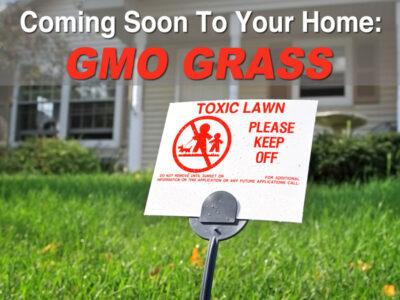 gmo grass beef