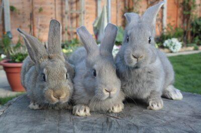 Image source: Rabbitbreeders.us