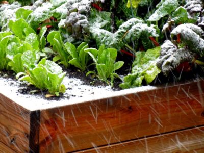 5 Ways To Beat Old Man Winter And Grow Veggies During Cold Weather