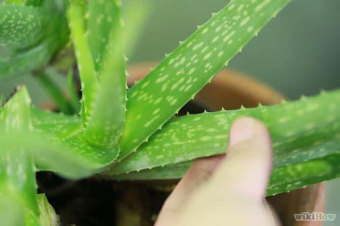 aloevera2aloeveraorganicDOTcom.jpg