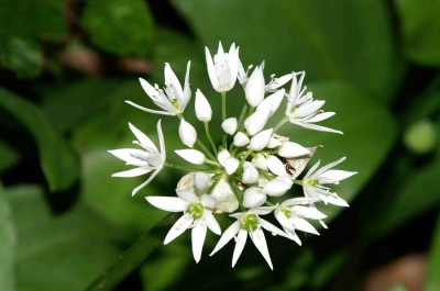 Wild garlic. nrca-railroad.com