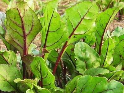 Beet greens. Image source: aliabaad.com