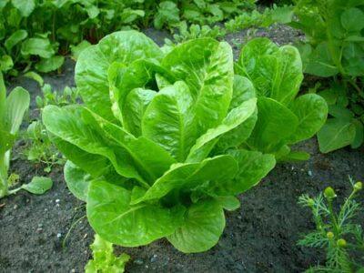 Lettuce