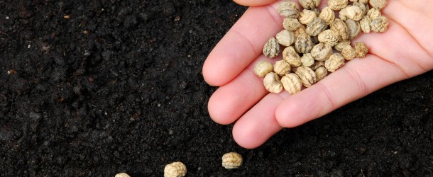 20 Must-Have Seeds To Store For A Crisis - Off The Grid News