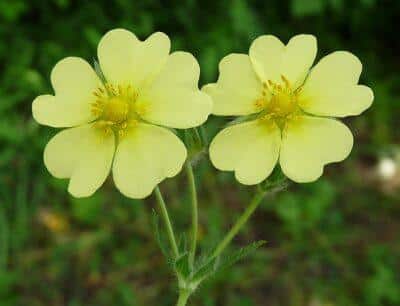 Cinquefoil