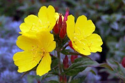 evening primrose -- wikimedia