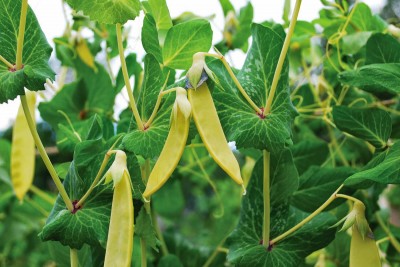 Golden Sweet Pea. Image source: susansinthegarden.blogspot.com