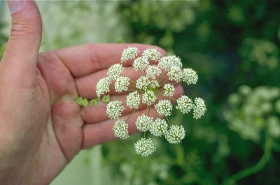 Deadly water hemlock. Image source: Britannica