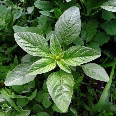 Wild amaranth