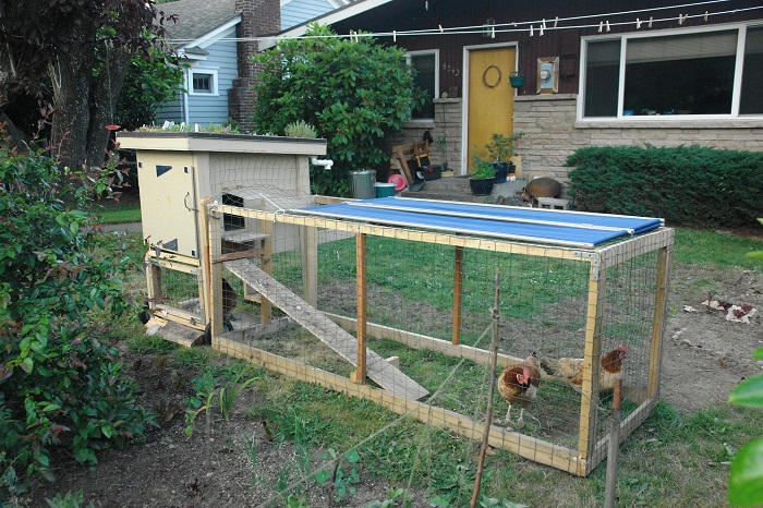 How To Raise Backyard Chickens In 'The Big City' | Off The ...
