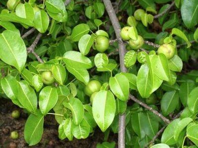 Manchineel tree. Image source: mistertico.com