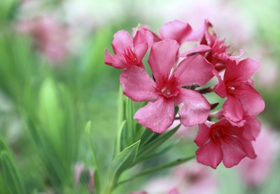 Oleander. Image source: gardeningknowhow.com