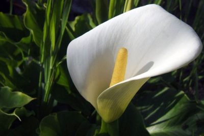 Peace lily. Image source: thebelovedwithin