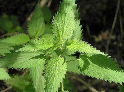 Stinging nettles