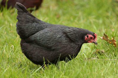 Australorps. Image source: ionicphotography.co.uk