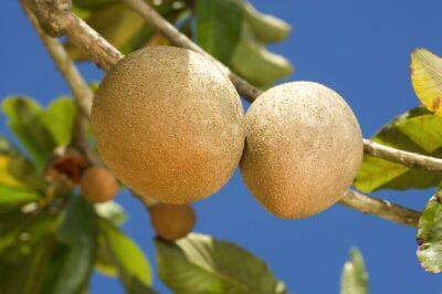 Mamey sapote. Image source: wikipedia