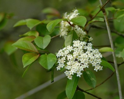 Black haw. Image source: tipdisease.com