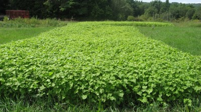 Buckwheat