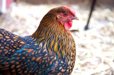 Wyandotte Chicken. Image source: Pixabay.com