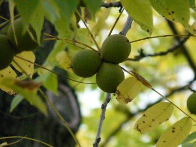 Black Walnuts: How To Crack And Cook With Nature’s Toughest Nut